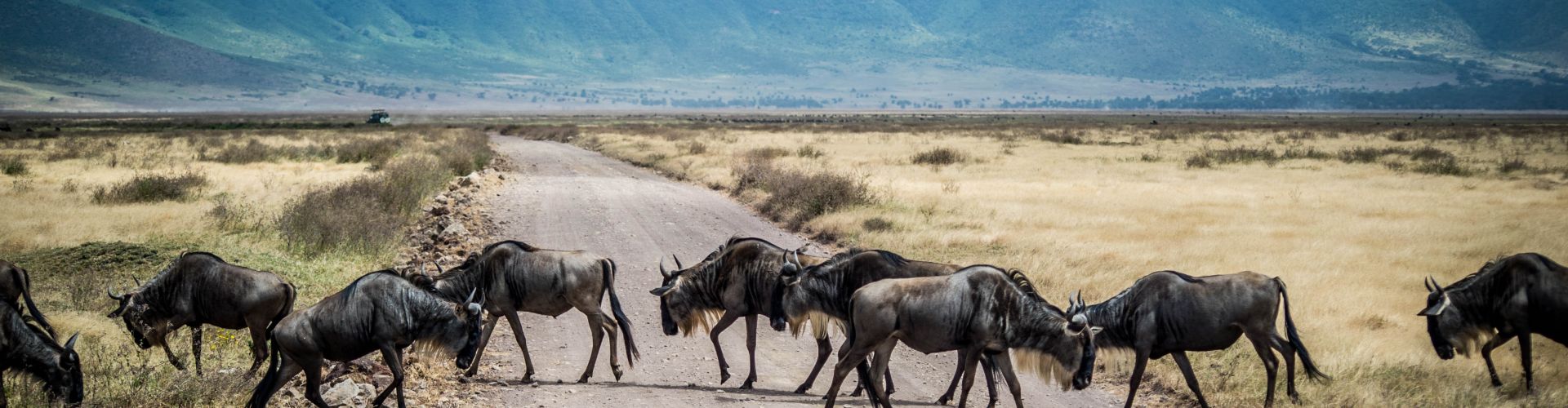 Wildebeests passing a rough road in Ngoronogro Crater