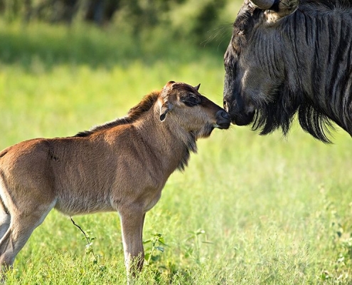 A wildebeest (gnu) mother with her child