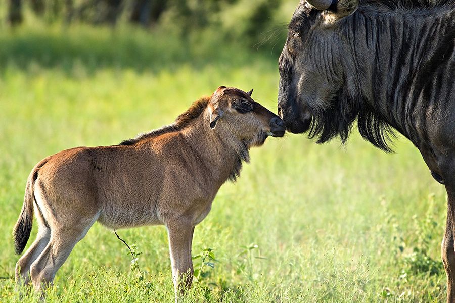 A wildebeest (gnu) mother with her child