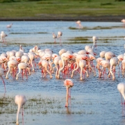 Lesser Flamingos feeding on algae