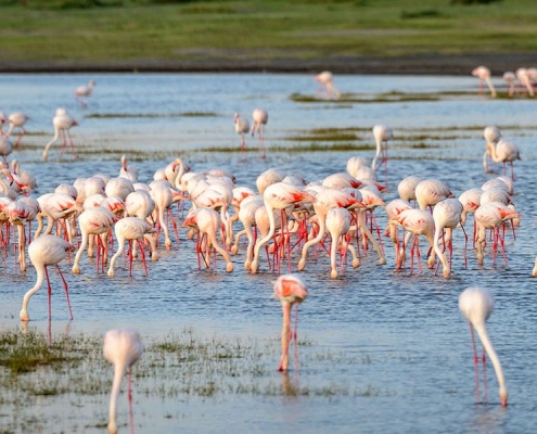 Lesser Flamingos feeding on algae