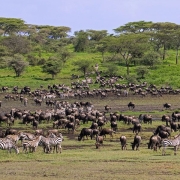 The great migration is passing through the Lake Ndutu area (Serengeti eco system)