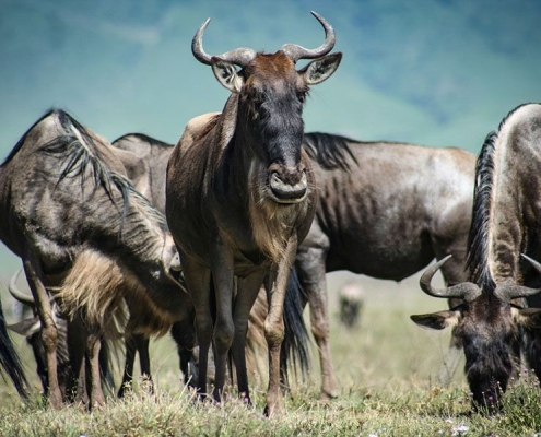 A close up picture of a group of wildebeests (also called gnu)
