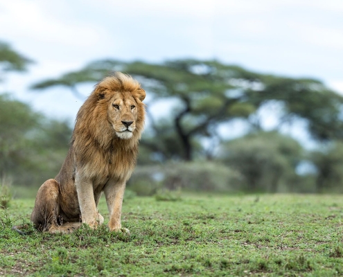 A majestic male lion sitting on the green pastures of the Lake Ndutu Safari area
