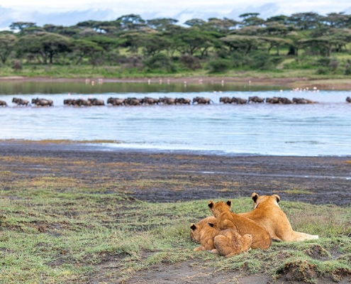A group of lions watching gnus swimming through Lake Ndutu