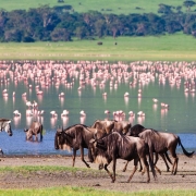 Flamingos, zebras and wildebeests in the Ngorongoro Conservation Area