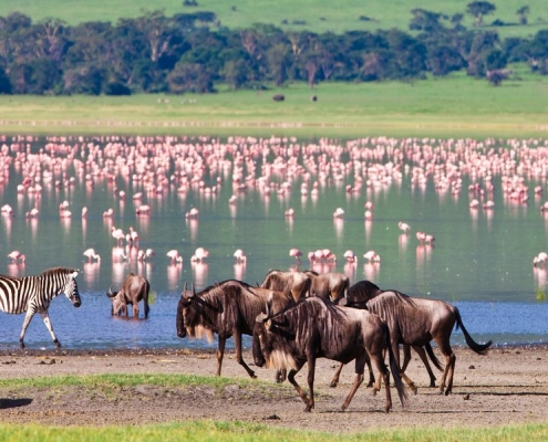 Flamingos, zebras and wildebeests in the Ngorongoro Conservation Area