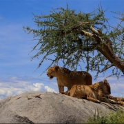 2 female lions resting on a large rock in Nyrere National Park