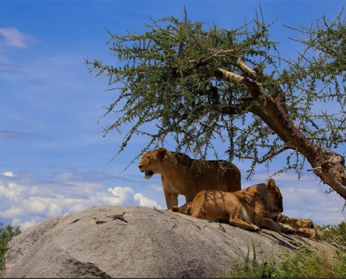 2 female lions resting on a large rock in Nyrere National Park
