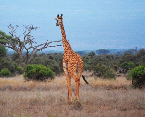 A giraffe somewhere in the vast Selous Game Reserve