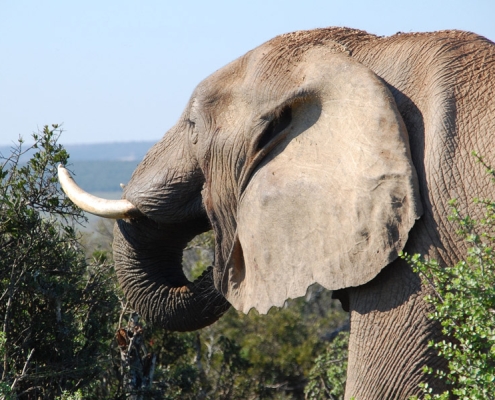 An elephant enjoying the fresh leaves of several shrubs and smaller trees in Selous Game Reserve