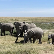 An elephant family in the endless plains of the Serengeti National Park
