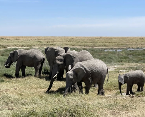 An elephant family in the endless plains of the Serengeti National Park
