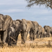 A procession of elephants looking for greener pastures, Serengeti National Park