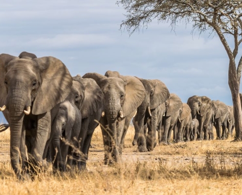 A procession of elephants looking for greener pastures, Serengeti National Park