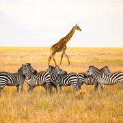 A picture of several zebras with a giraffe passing in the background in the legendary Serengeti National Park