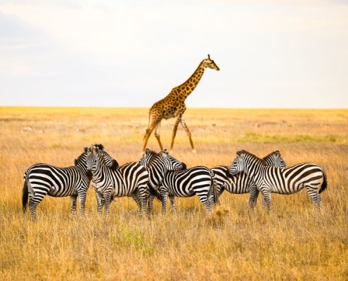 A picture of several zebras with a giraffe passing in the background in the legendary Serengeti National Park