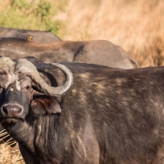 An African Buffalo, because of their great power and speed they form part of the Big Five