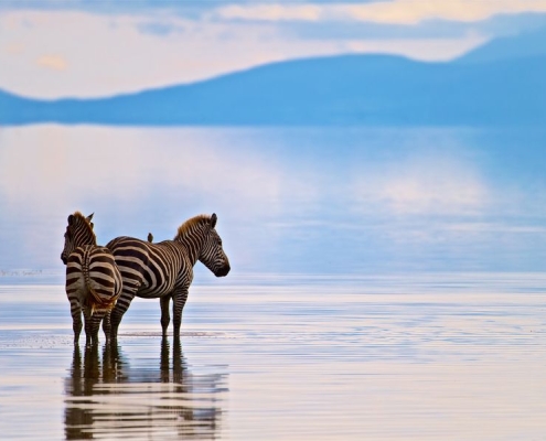 2 Zebras on the shores of Lake Manyara, next to Africa Safari Lake Manyara Lodge