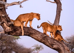 A group of the famous tree climbing lions in Lake Manyara National Park