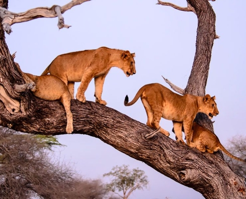 A group of the famous tree climbing lions in Lake Manyara National Park