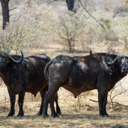 2 African buffaloes in the bush
