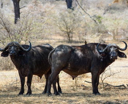 2 African buffaloes in the bush