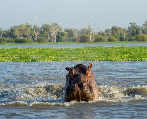 A hippopotamus swimming in Rufiji river, Selous Game Reserve