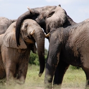 2 Elephants sparring in Selous Game Reserve