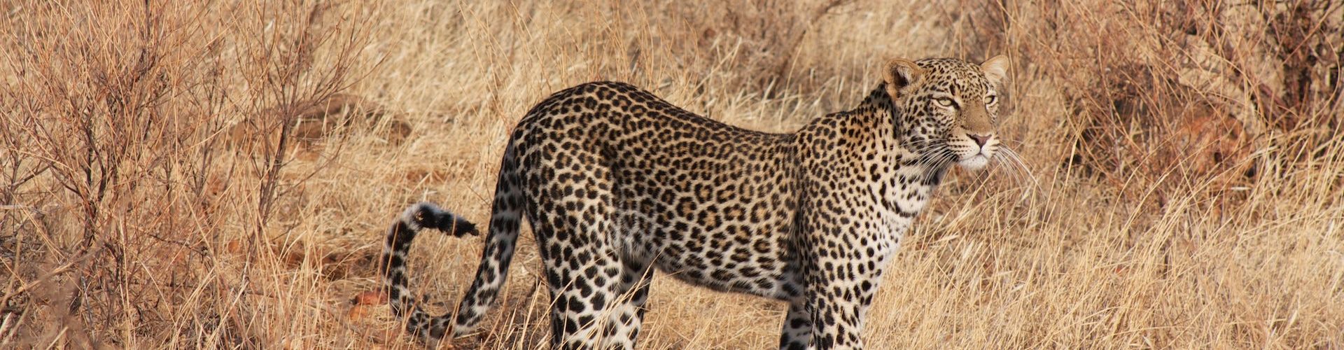 A leopard in Selous Game Reserve