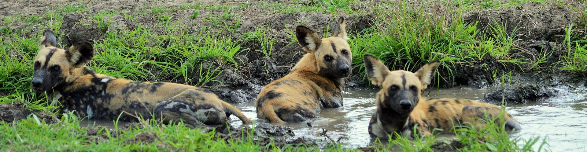 Three spotted Hyenas resting in a small pool