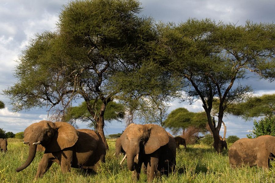 A group of Elephants in Selous Game Reserve