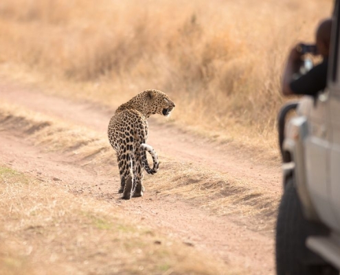 Leopards have right of way in the Serengeti National Park