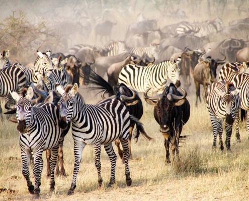 Zebras and Wildebeets migrating towards greener pastures in the Serengeti eco system