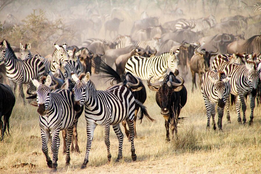 Zebras and Wildebeets migrating towards greener pastures in the Serengeti eco system