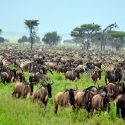 The spectacular annual great migration of the Serengeti National Park