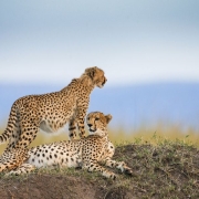 You will have a change to spWhile on Safari in Tanzania you will have a change to spot the fastest land mammal on earth, the cheetahot the fastest land mammal on earth, the cheetah