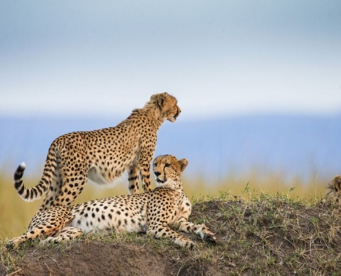 You will have a change to spWhile on Safari in Tanzania you will have a change to spot the fastest land mammal on earth, the cheetahot the fastest land mammal on earth, the cheetah