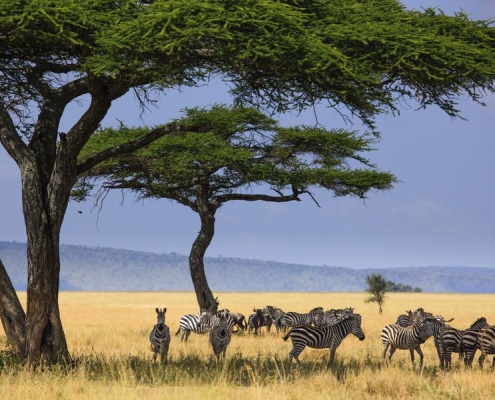 A group of zebras enjoying the shade of a big acacia tree, Serengeti National Park