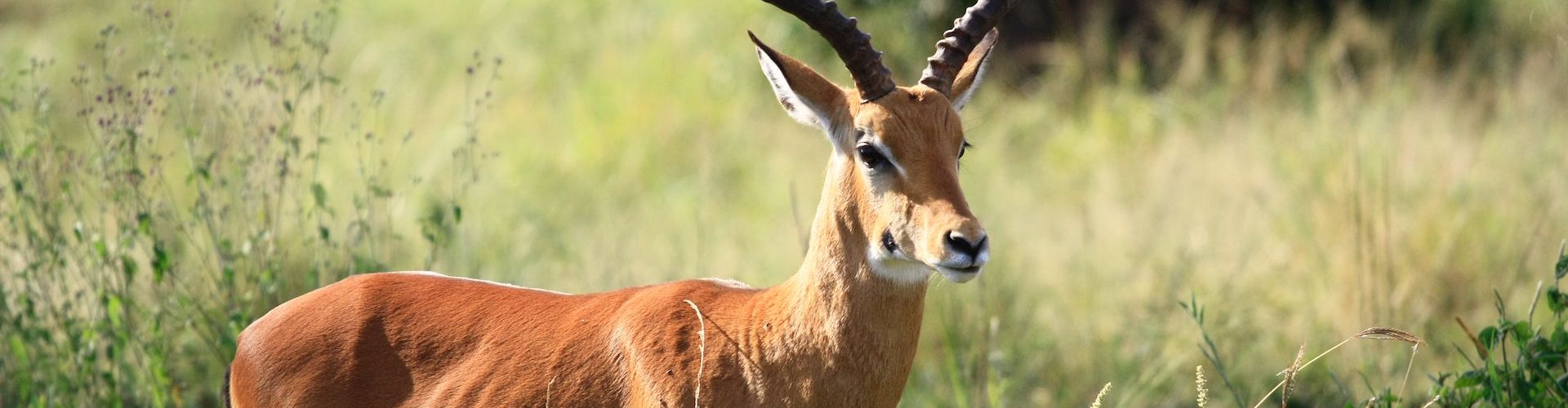 One of the many types of Antelopes to be seen in the National Parks of Tanzania