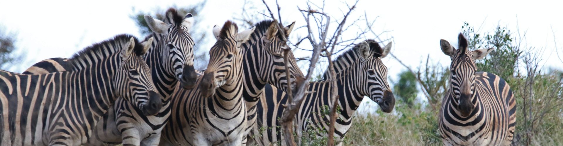 A group of zebras standing next to each other in Lake Manyara National Park