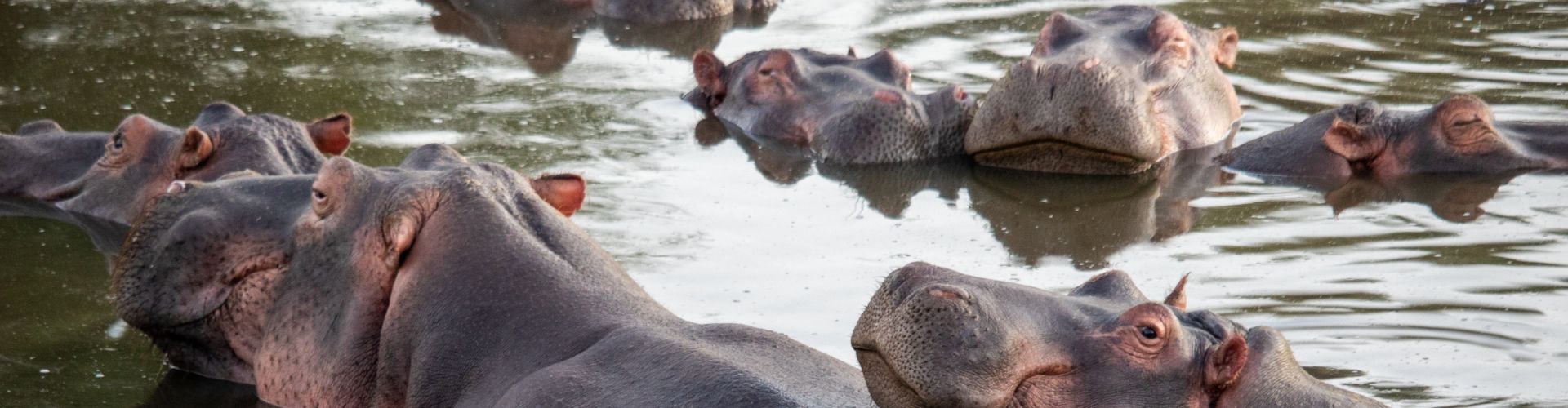 A group of hippos resting in a small pool, Tarangire National Park