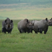 A picture of three rhinos standing next to each other in the Ngorongoro caldera