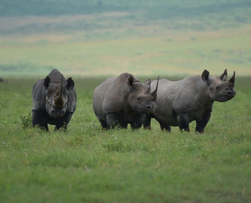 A picture of three rhinos standing next to each other in the Ngorongoro caldera