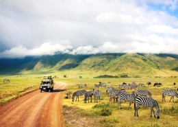 A 4x4 Safari Truck with an open pop up roof passing by zebras and wilderbeests in the Ngorongoro Conservation Area
