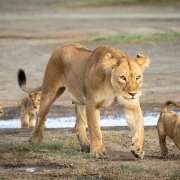 A young lioness mother with her 3 baby cubs, Tarangire National Park