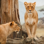 A picture of 2 adult female lions in the Selous Game Reserve