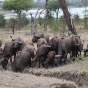A family of buffaloes near Africa Safari Selous Lodge