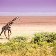 A lonley giraffe walking on the dry lake bed, Lake Manyara National Park