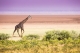 A lonley giraffe walking on the dry lake bed, Lake Manyara National Park